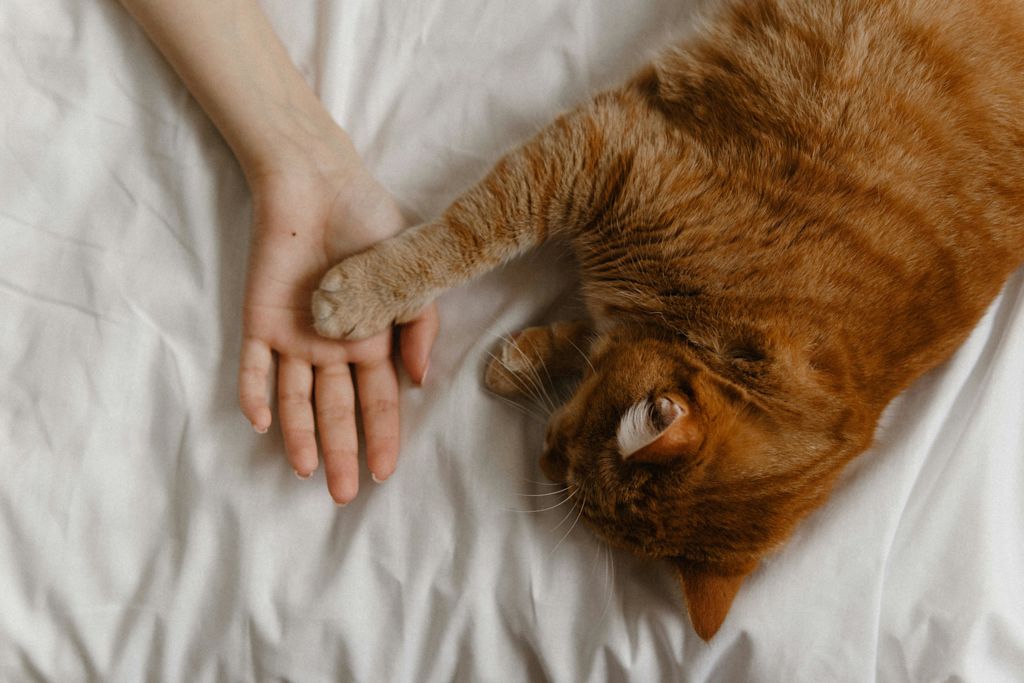 chat et humain main dans la main