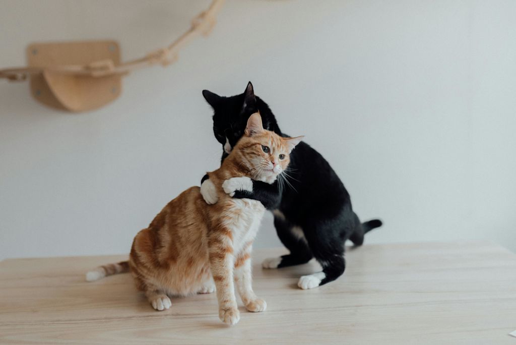 saison des amours chats