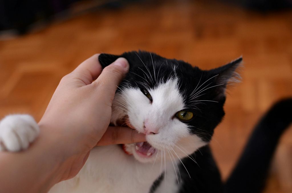 Chat qui mordille son maître
