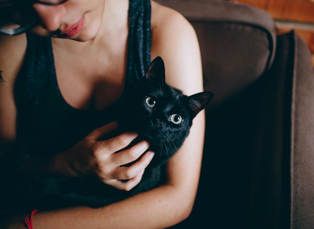 Chat dans les bras de sa maîtresse