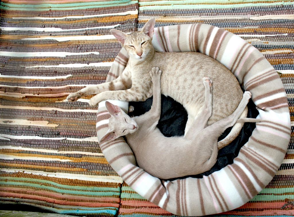 chats dans le même panier