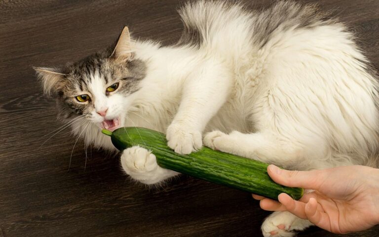 Pourquoi les chats sont effrayés par les concombres ?