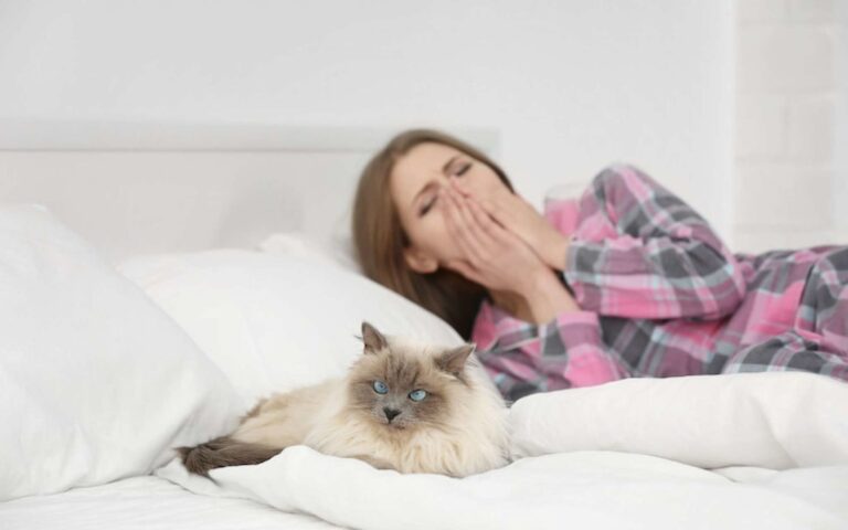 Peut-on vraiment devenir allergique aux chats du jour au lendemain ?