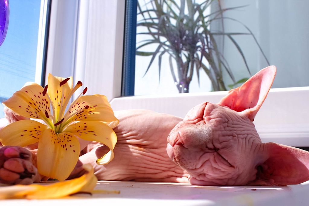 sphynx et lys