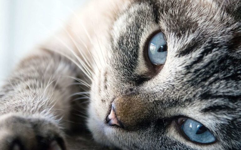 Comment faire garder son chat ?