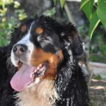 bouvier bernois adulte
