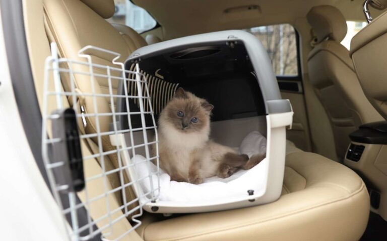 Comment bien voyager avec son chat