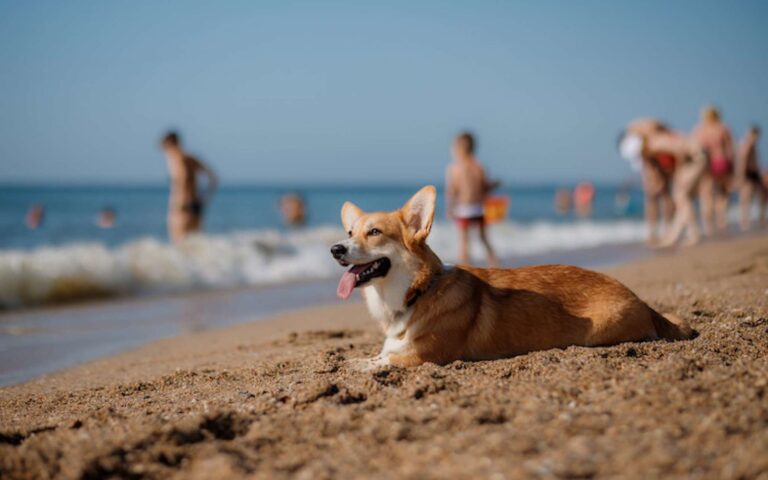 Les dangers de l’été chez le chien : notre top 5