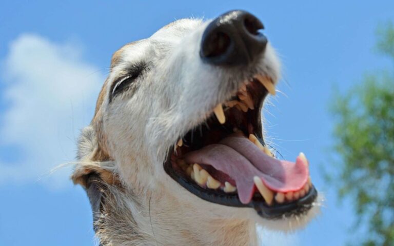 Pourquoi et comment brosser les dents de son chien ?