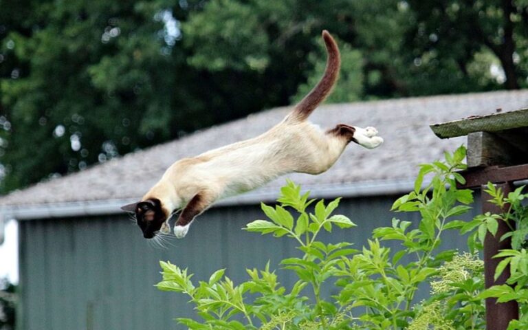 La chute du chat : est-ce vrai  qu&rsquo;il retombe toujours sur ses pattes ?