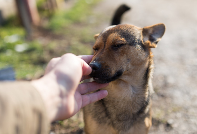 &oelig;d&egrave;me de Quincke chez le chien