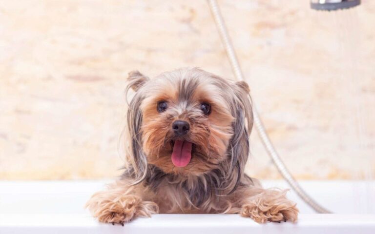 Entretien du chien : ces petits gestes qui sont indispensables