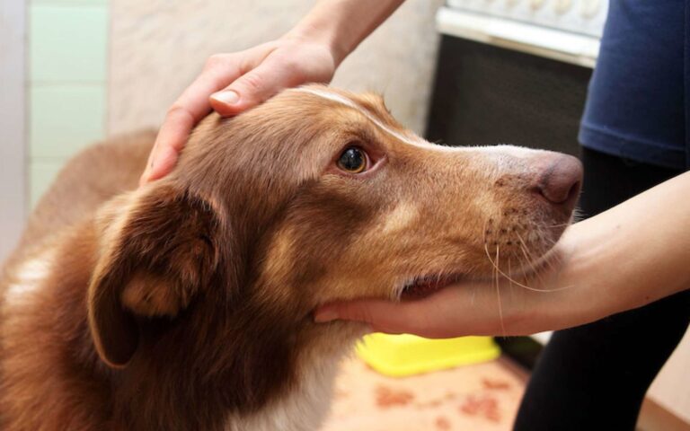 L&rsquo;œdème de Quincke chez le chien : une véritable urgence