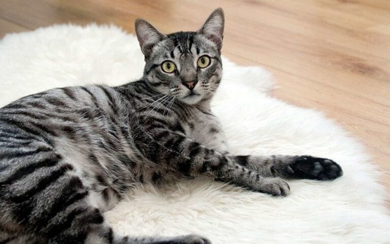 Peut-on laisser son chat seul à la maison ? 