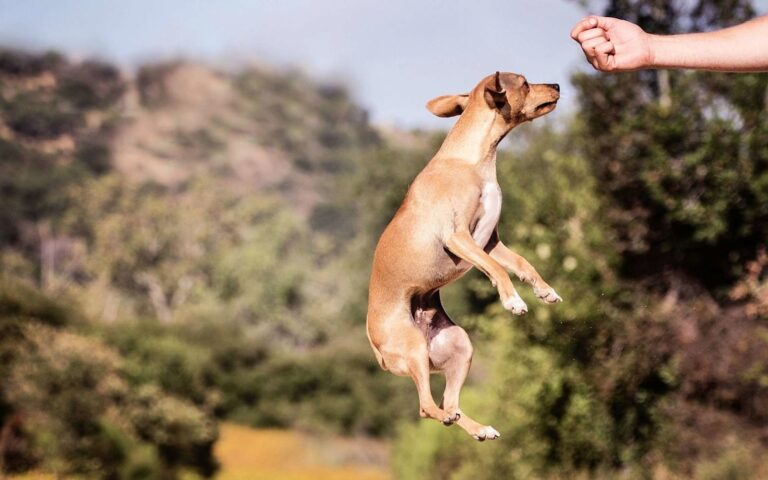 Comment calmer un chien hyperactif ? Conseils pratiques !