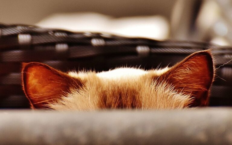 Comment nettoyer les oreilles d&rsquo;un chat ?
