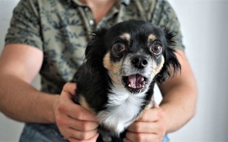 Comprendre le changement de comportement soudain chez le chien
