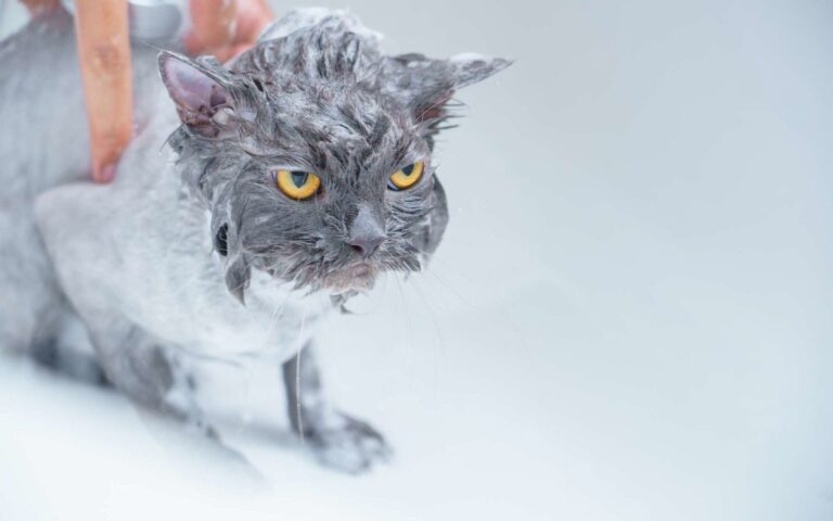 Est-il utile de laver un chat et comment lui donner un bain ?