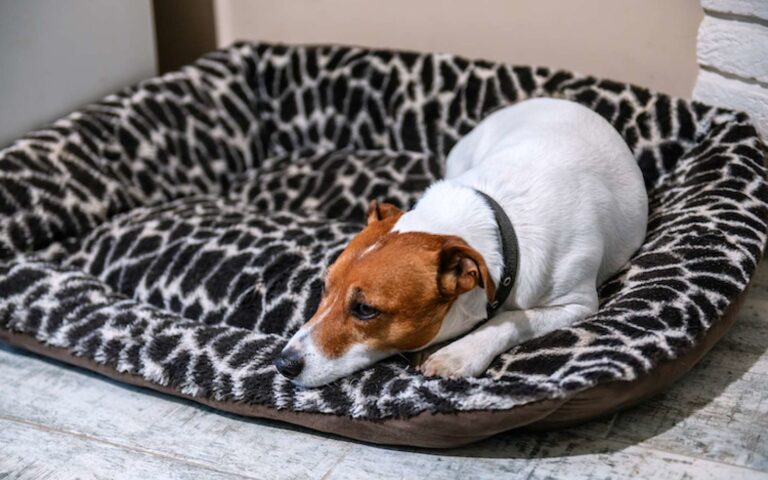 Gestation chez la chienne : signes, suivi et déroulement