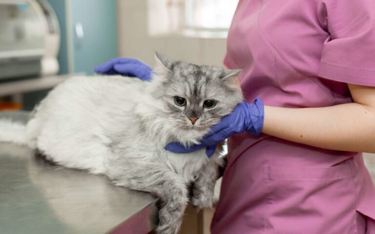 FIV ou sida du chat : questions réponses
