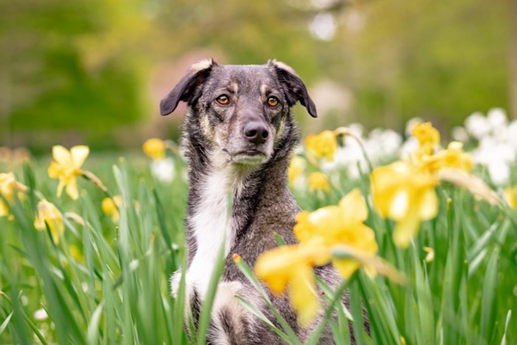 Plante ext&eacute;rieur toxique chien