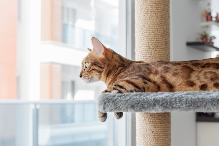 arbre &agrave; chat fen&ecirc;tre