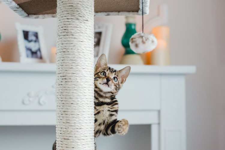 jeux et arbre &agrave; chat
