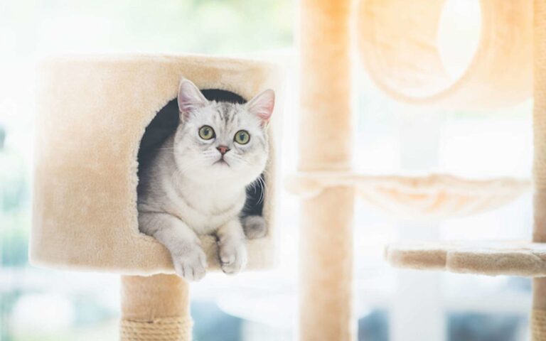 Comment bien choisir son arbre à chat ? 