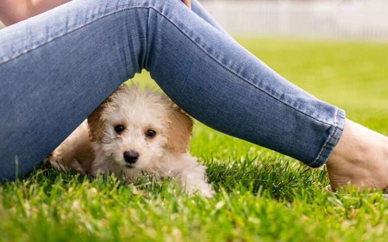 Comment bien éduquer son chiot ? Les principes de base