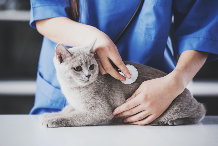 examens oed&egrave;me pulmonaire chez le chat
