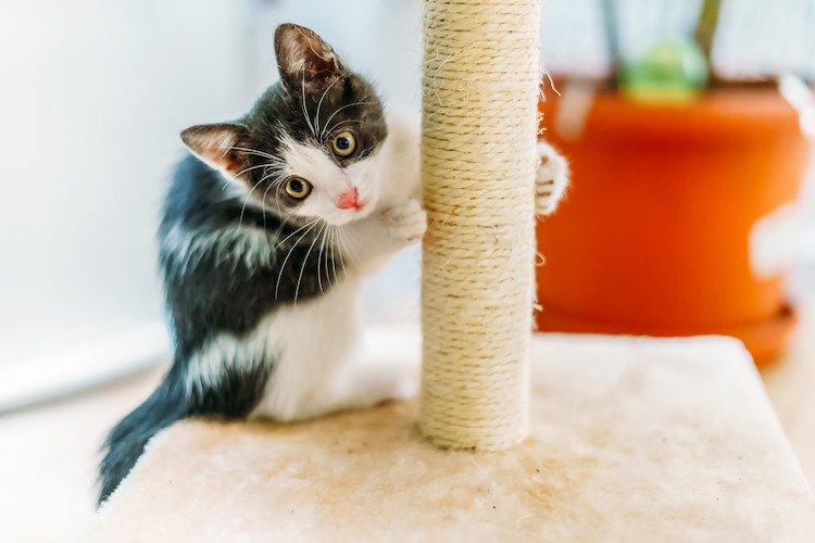 griffes et arbre &agrave; chat