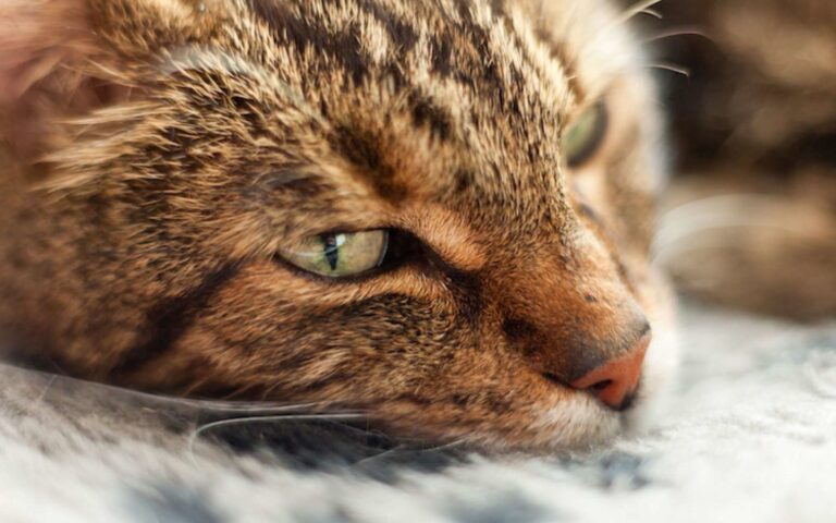 Oedème pulmonaire chez le chat : une urgence vitale