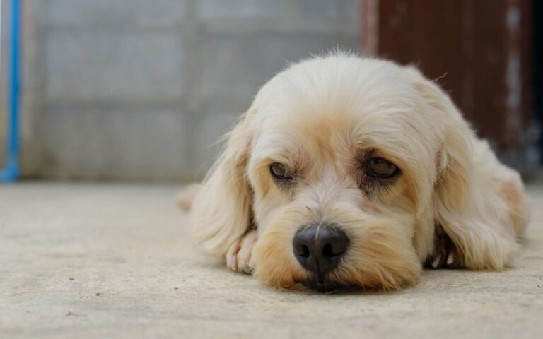 L&rsquo;oedème pulmonaire chez le chien : causes et traitements