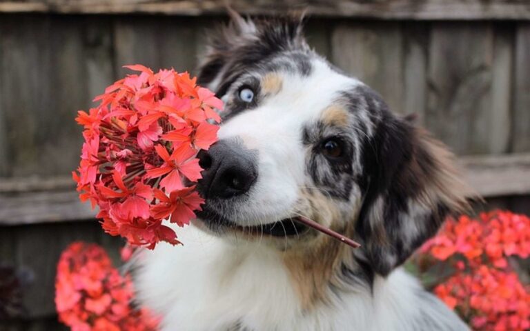 Les plantes toxiques pour le chien : conseils  et mise en garde