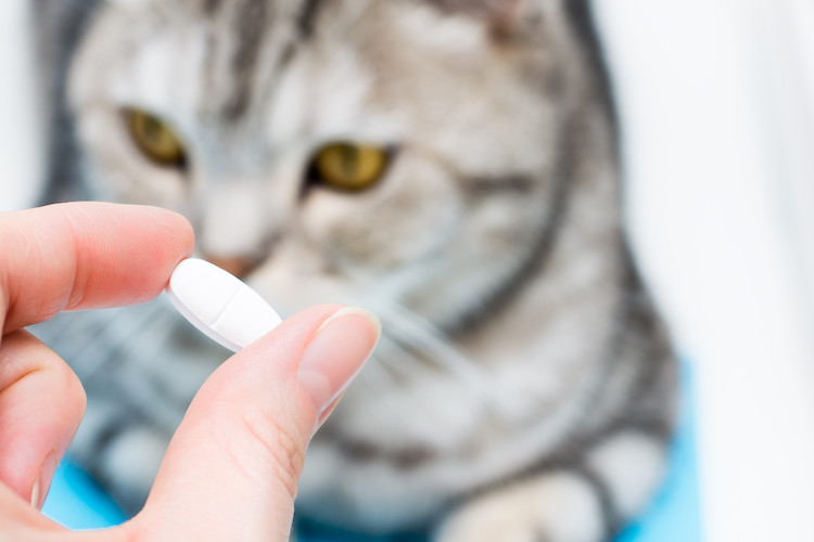 traitement oed&egrave;me pulmonaire chez le chat