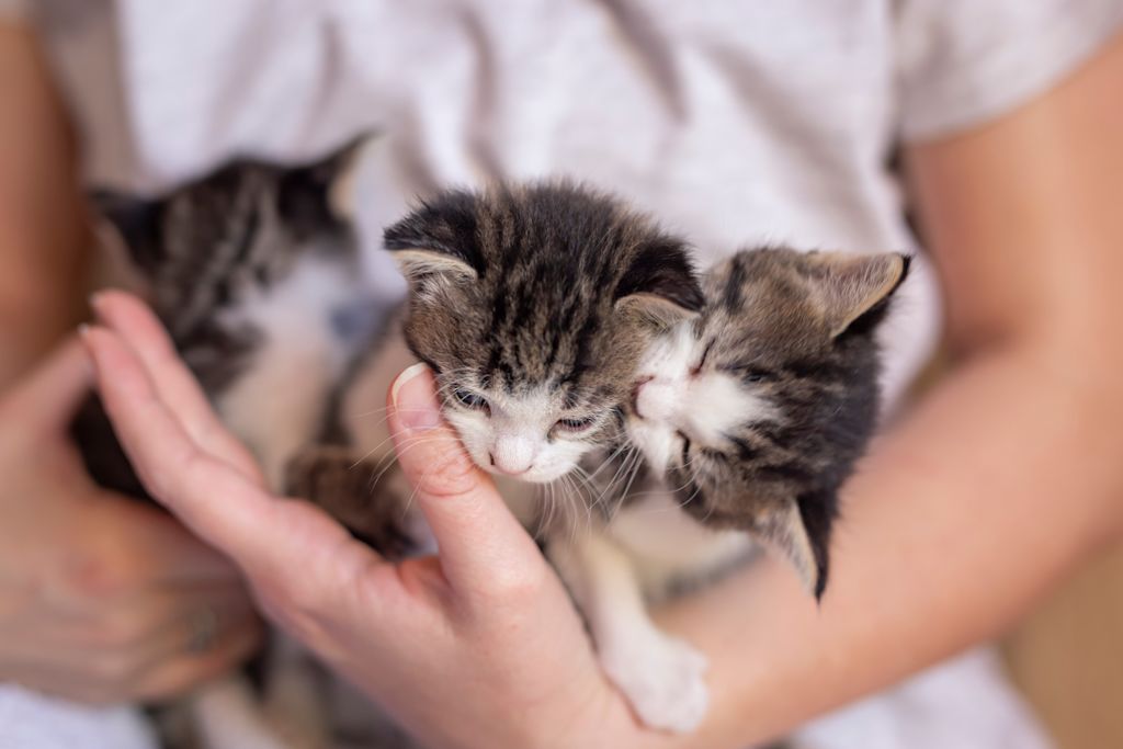Chat qui tête pas