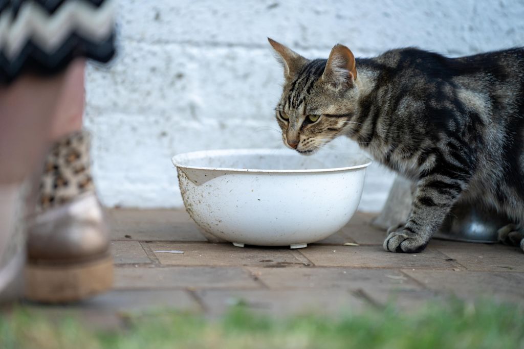 Chat qui ne bois pas