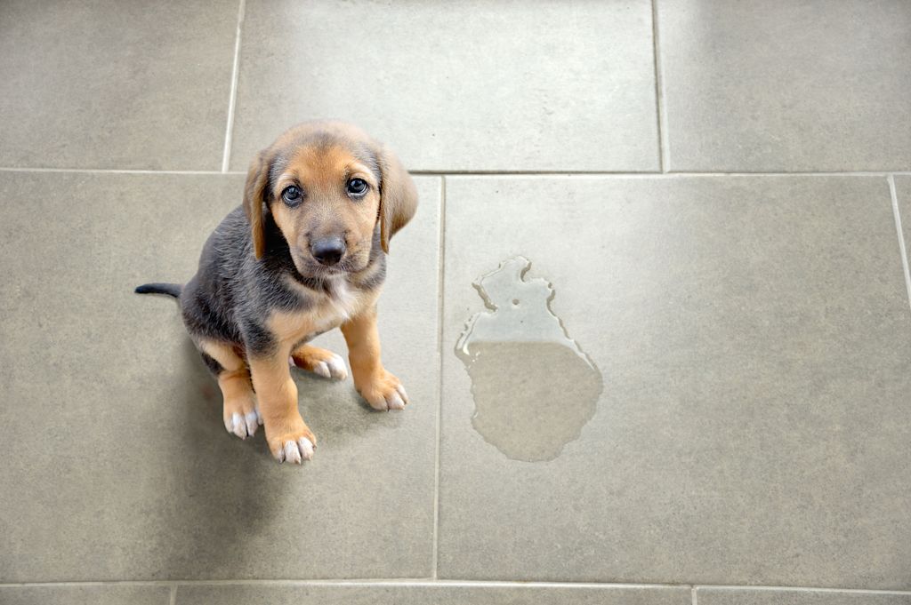 chiot pres de son pipi