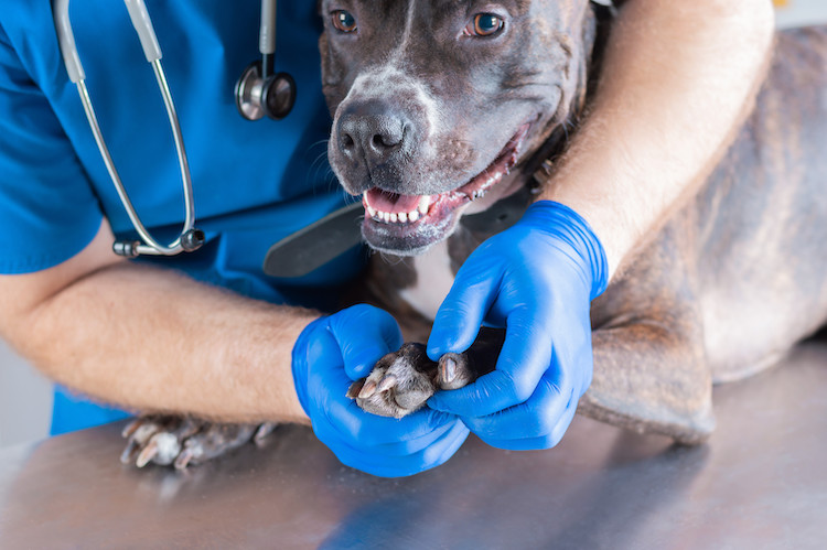 chien blessure patte coussinets