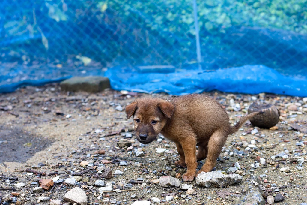 chiot qui fait ses besoins dans les cailloux