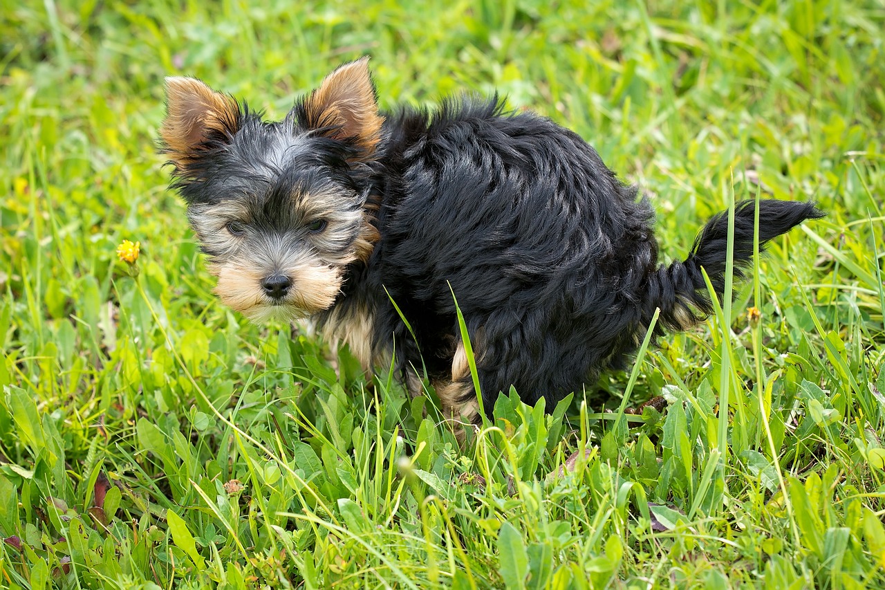 Chiot qui d&eacute;f&egrave;que