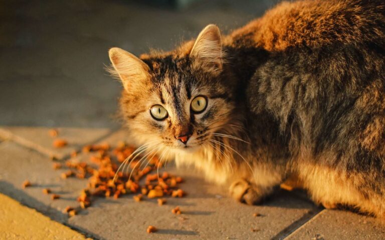 Combien de temps un chat peut rester sans manger ?