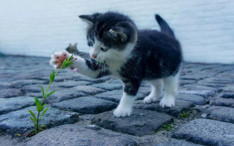 Comment rendre un chaton propre ?