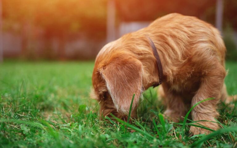 La coprophagie chez le chien : pourquoi mon chien mange ses crottes ?