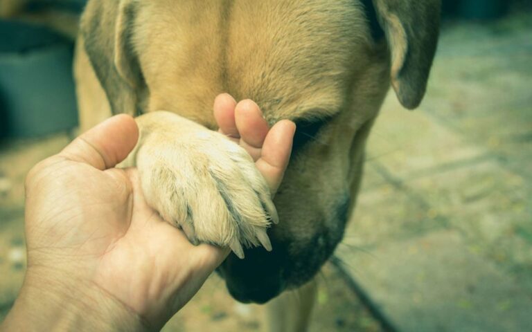 Boiterie chez le chien : symptômes et causes