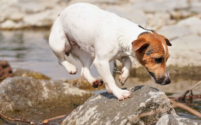 Morsure de vipère chez le chien : comment réagir ?