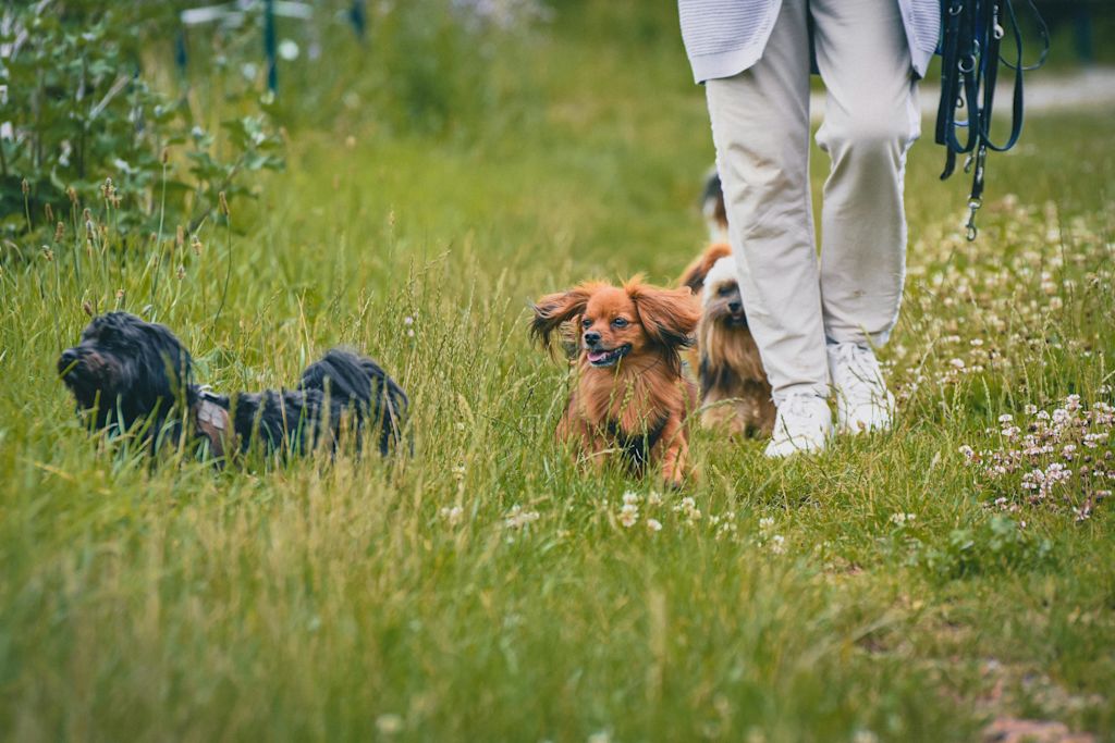 Jeunes chiens en balade sans laisse aux pieds de leur ma&icirc;tre.