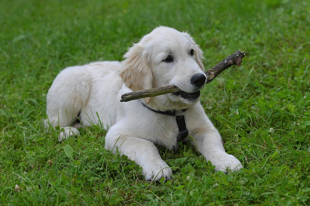 chiot tenu en harnais