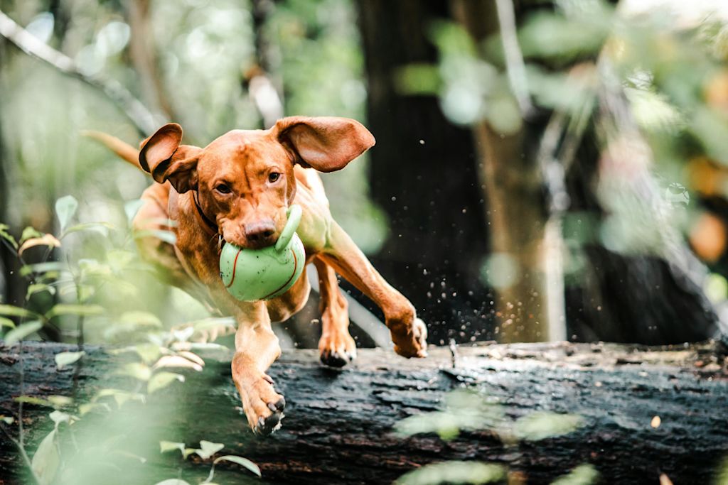 Chien en pleine activit&eacute; sportive