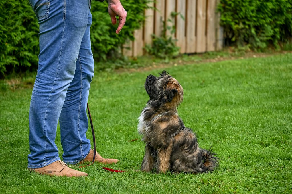 chiot et son ma&icirc;tre en pleine apprentissage